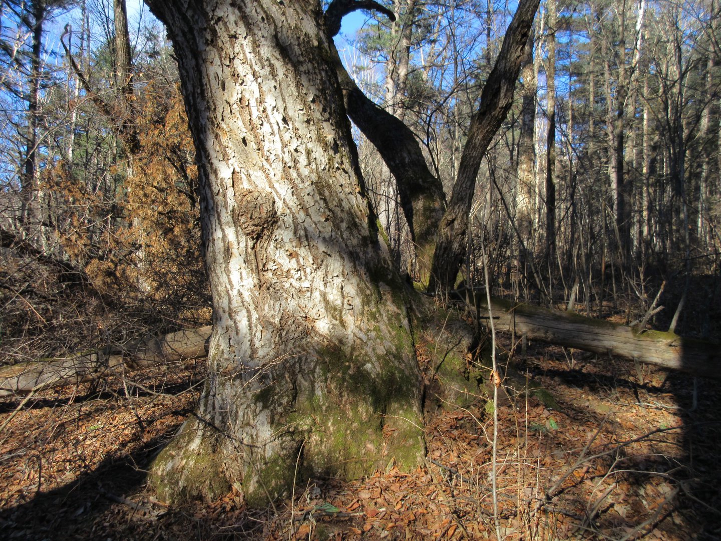 IMG_1760.JPG