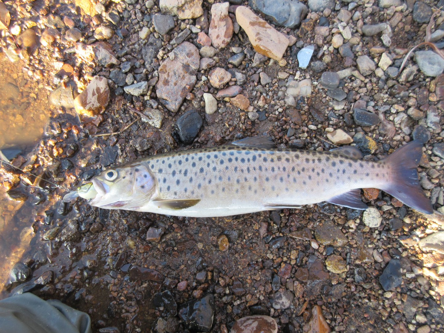 IMG_1812.JPG