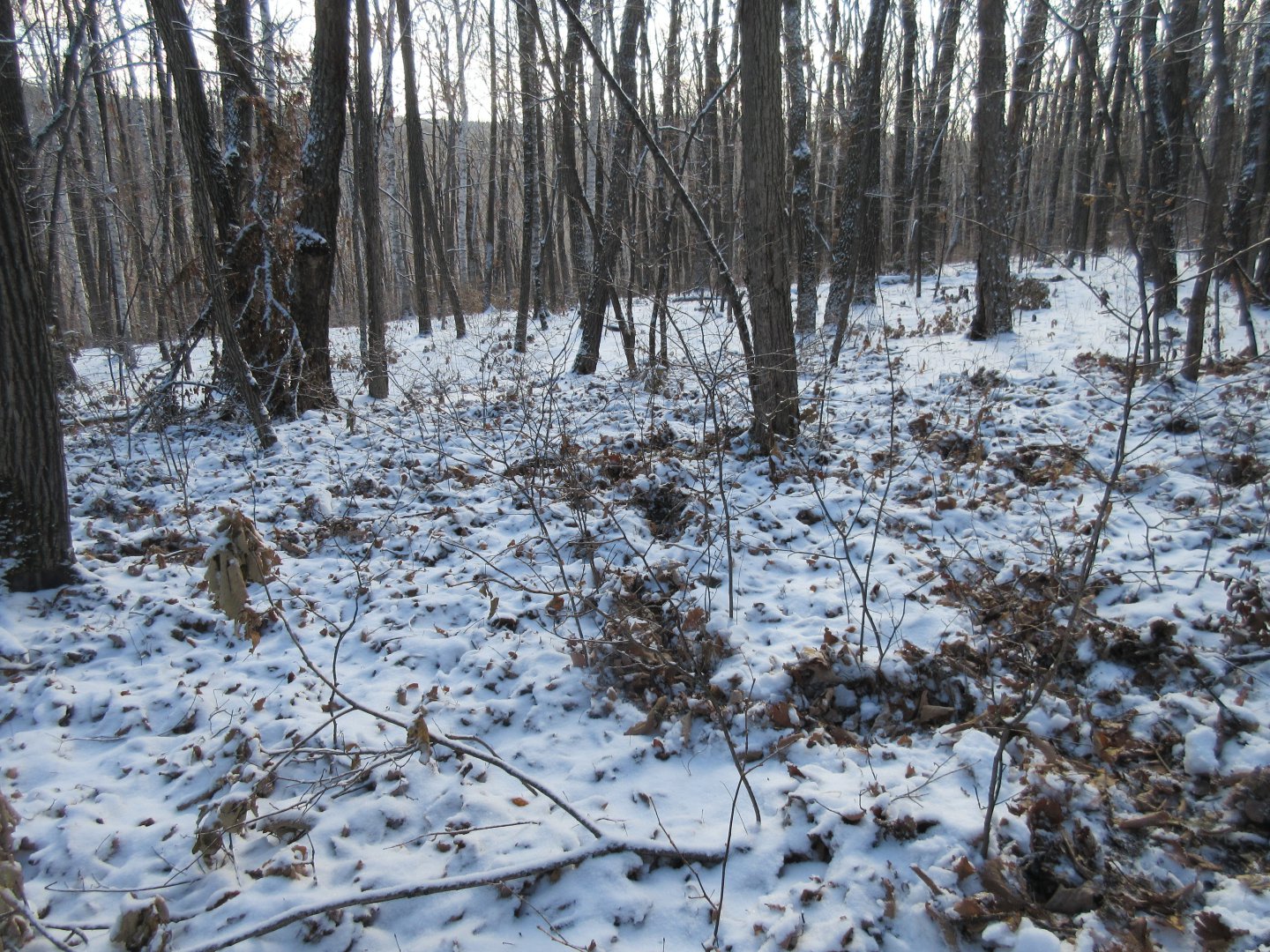 IMG_1843.JPG
