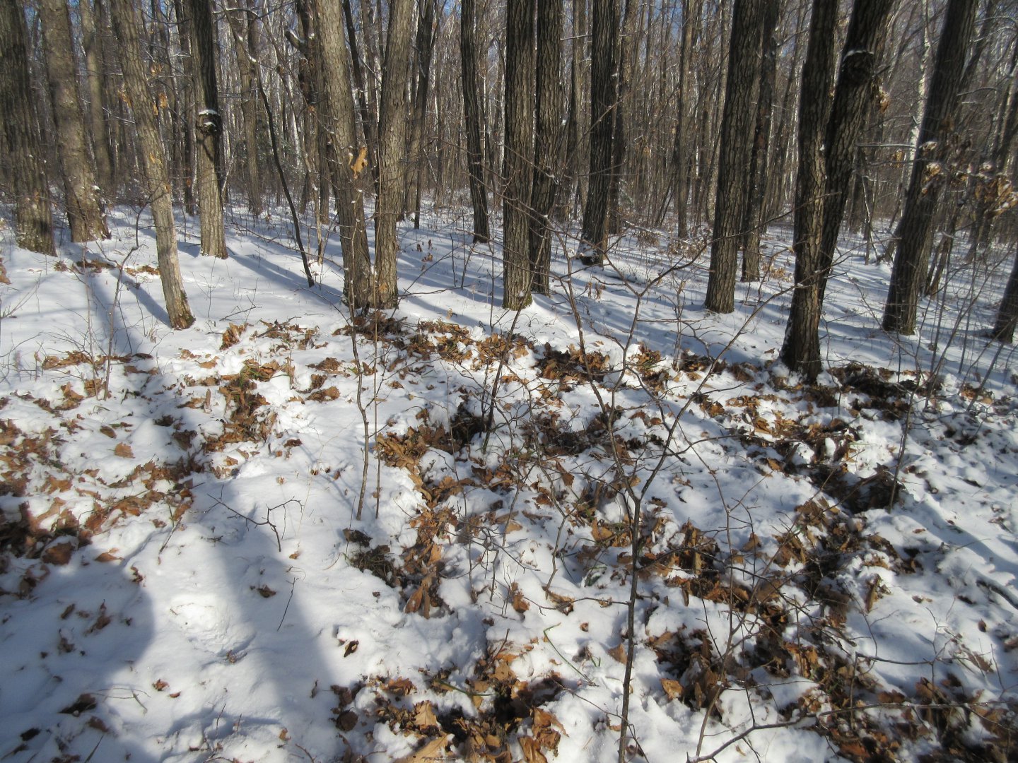 IMG_1845.JPG