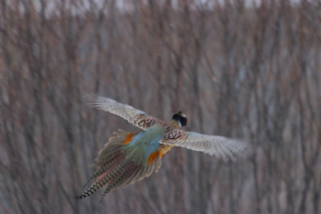 IMG_20150324_150631_1.jpg