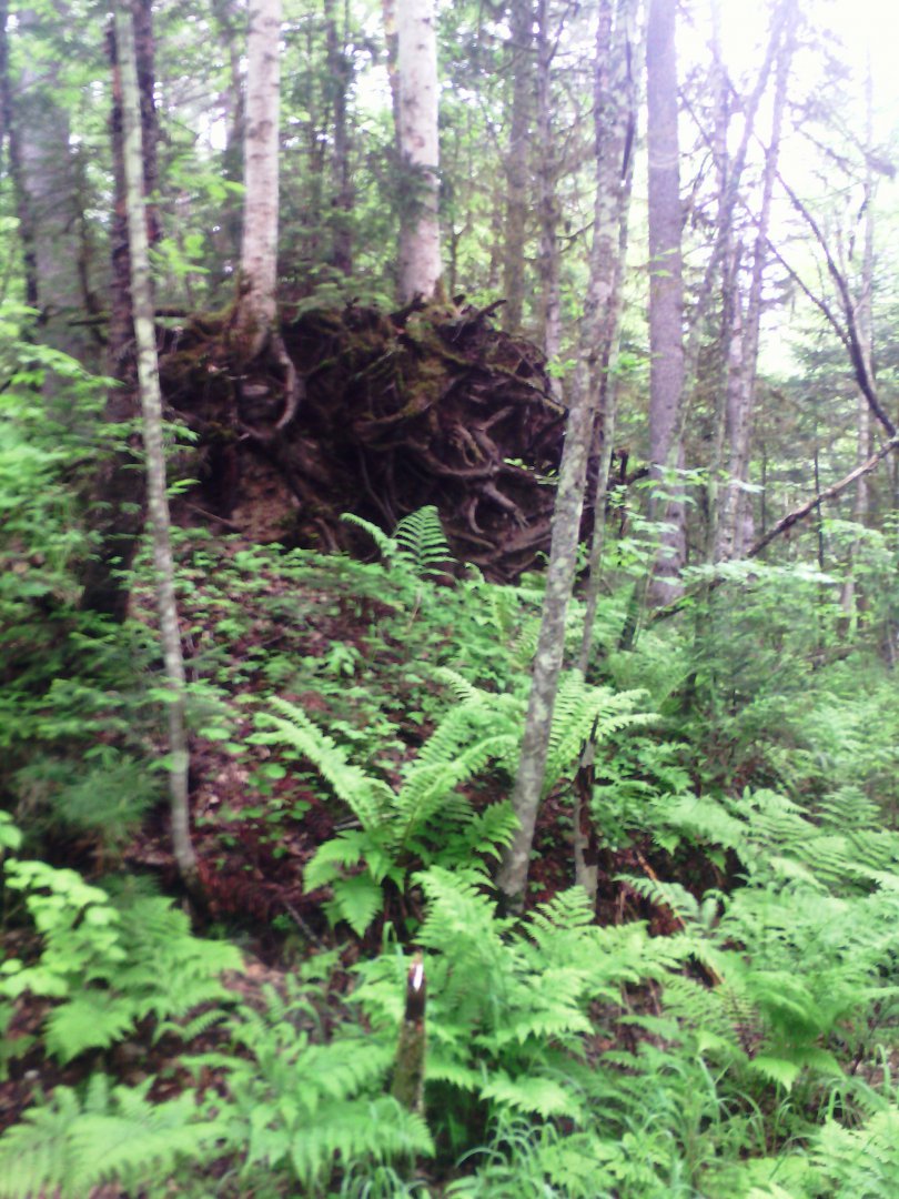 IMG_20160612_083838.jpg