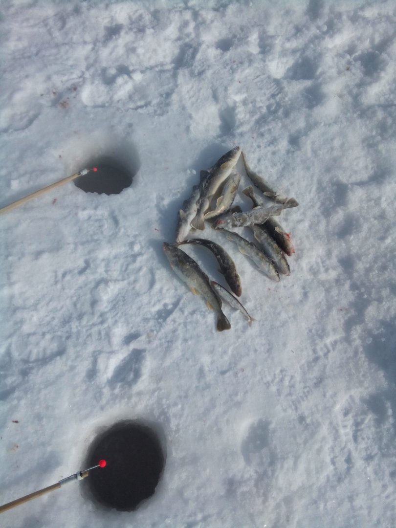 IMG_20170223_115547.jpg
