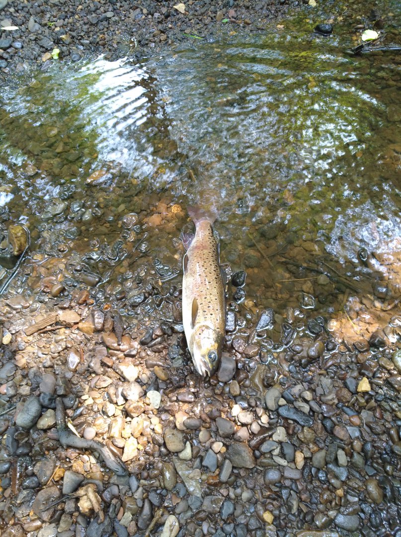IMG_20170705_110112.jpg