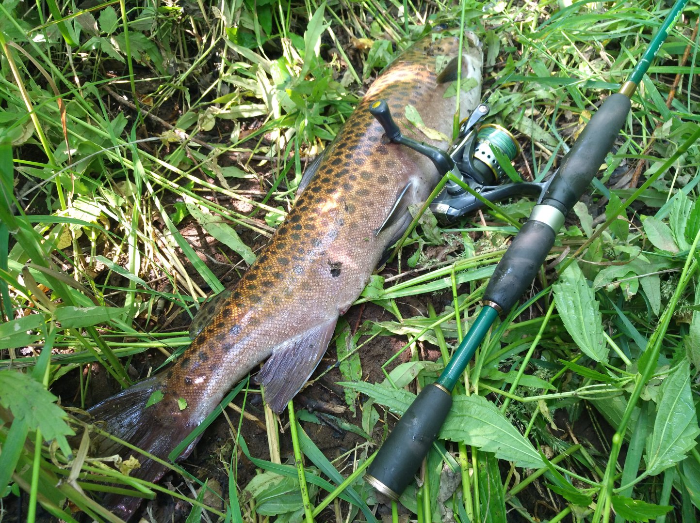 IMG_20170705_142054.jpg