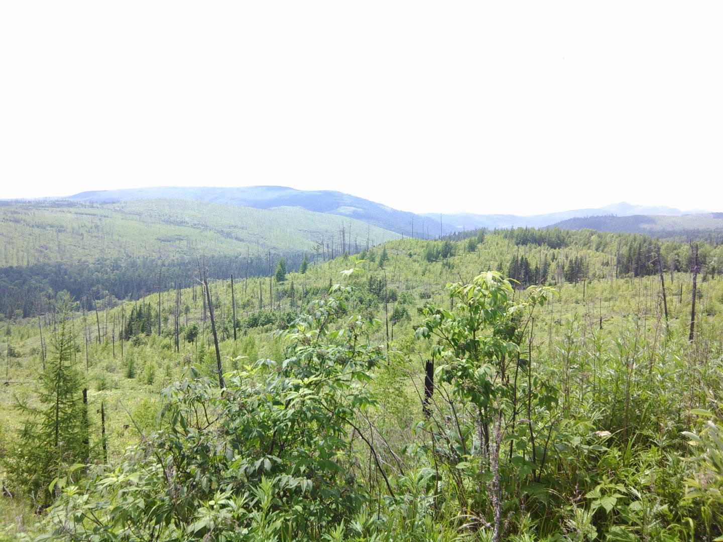 IMG_20170712_123410.jpg