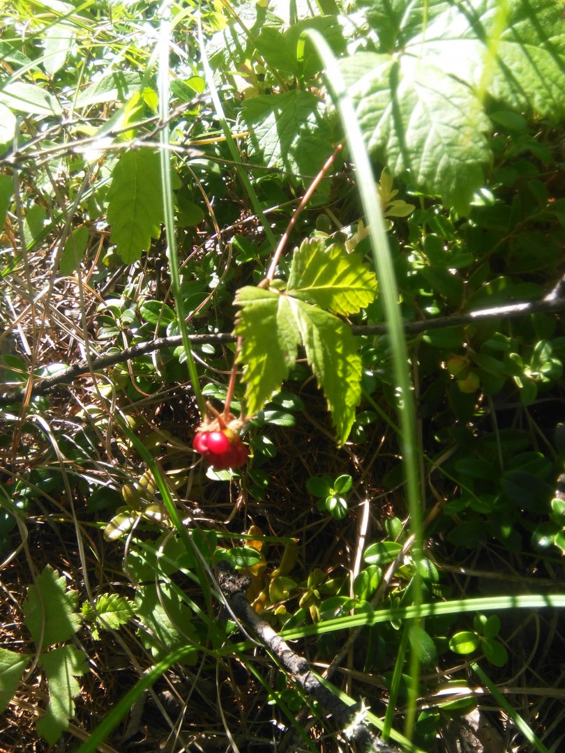 IMG_20170728_120146.jpg