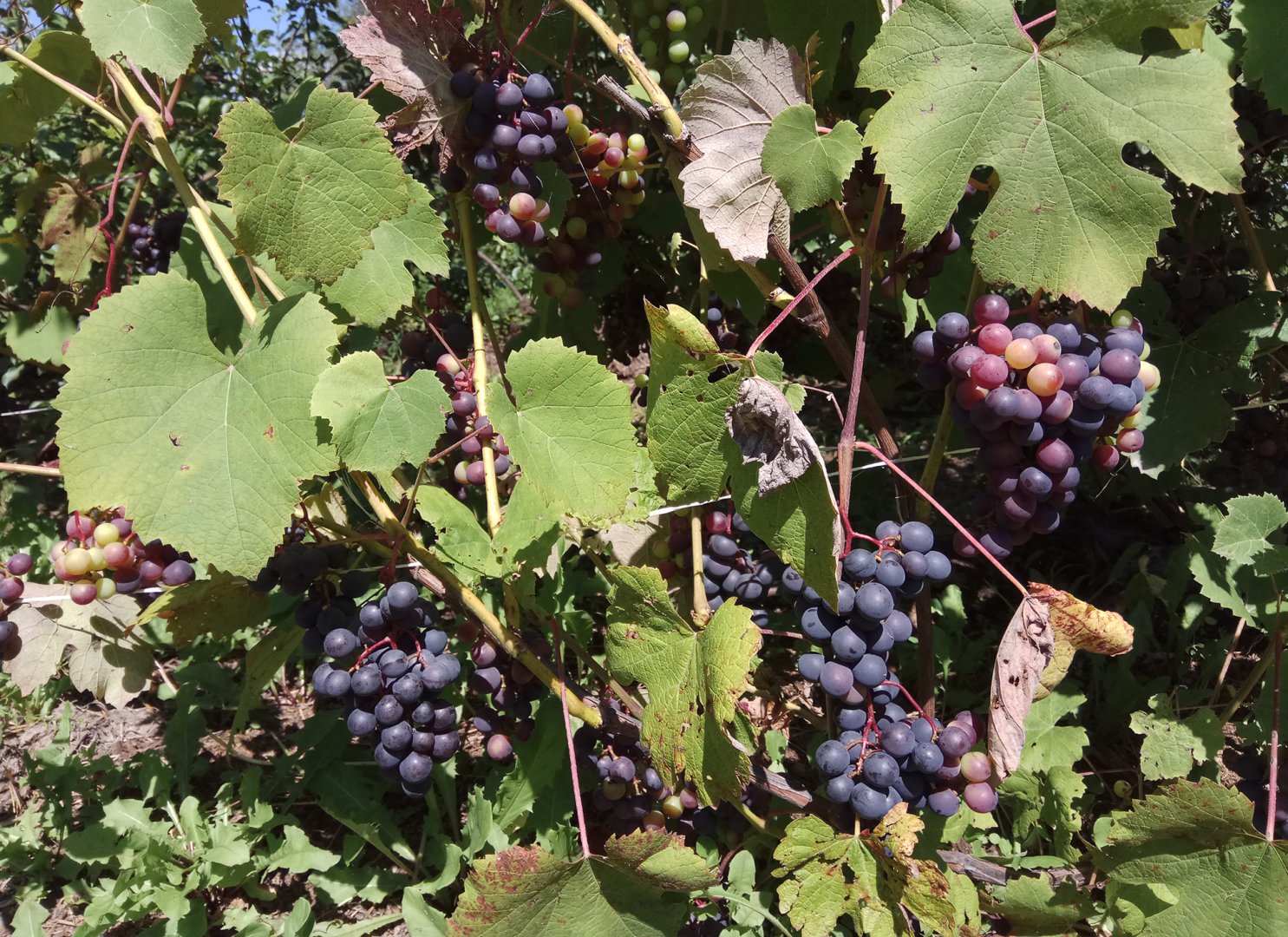 Виноград юодупе описание сорта фото отзывы Виноград юодупе описание сорта фото отзывы