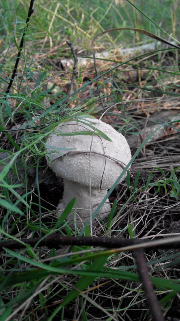 IMG_20170909_075943.jpg