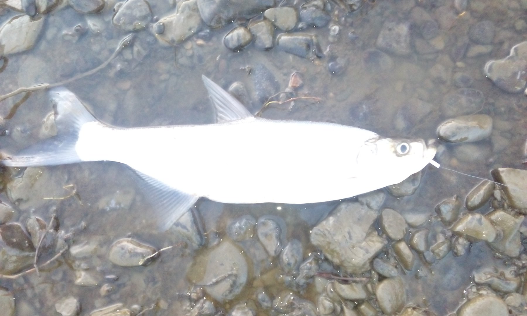 IMG_20171008_071332.jpg
