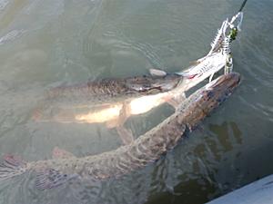 IMG_20171014_152350.jpg
