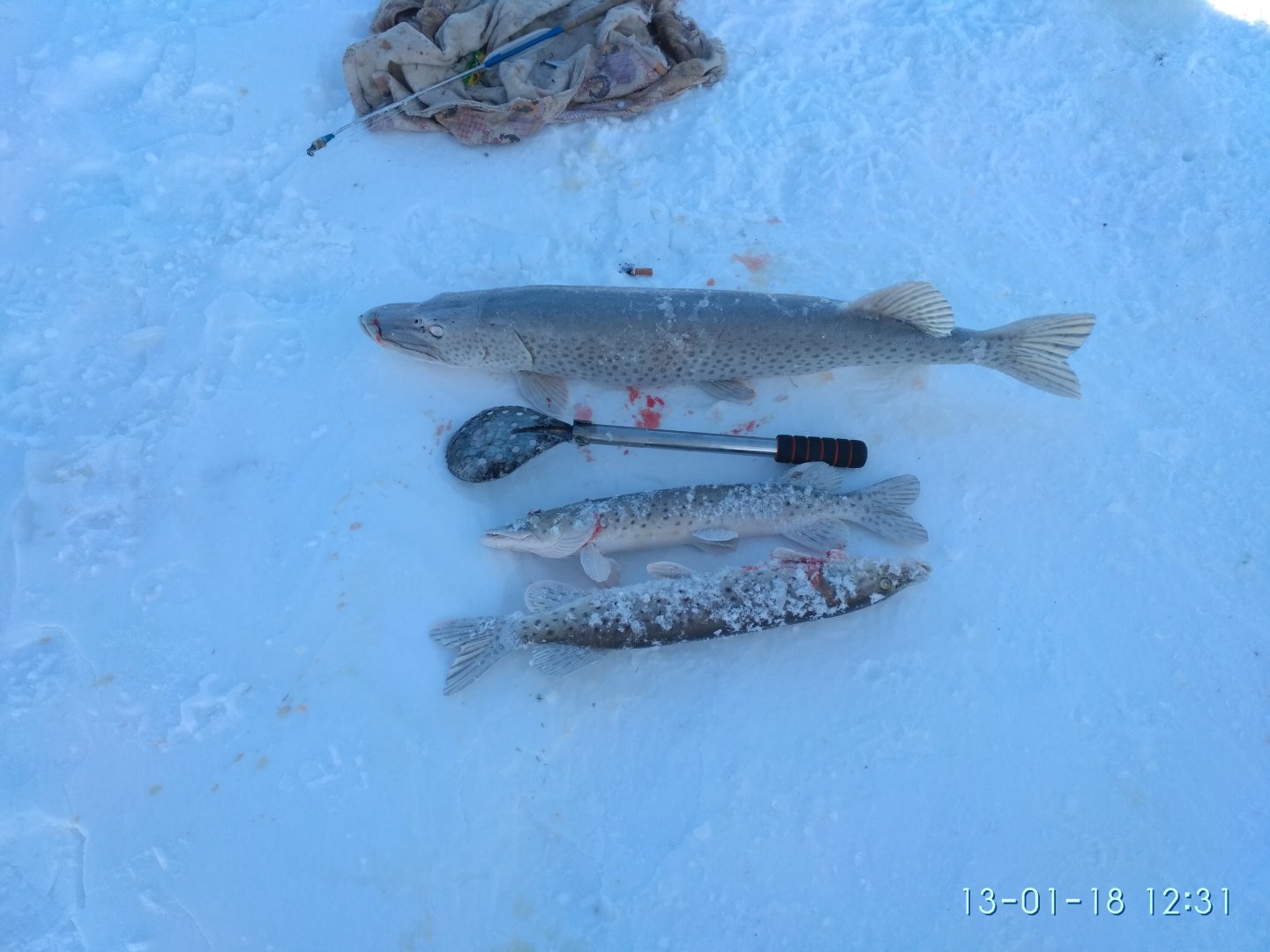 IMG_20180113_123125.jpg