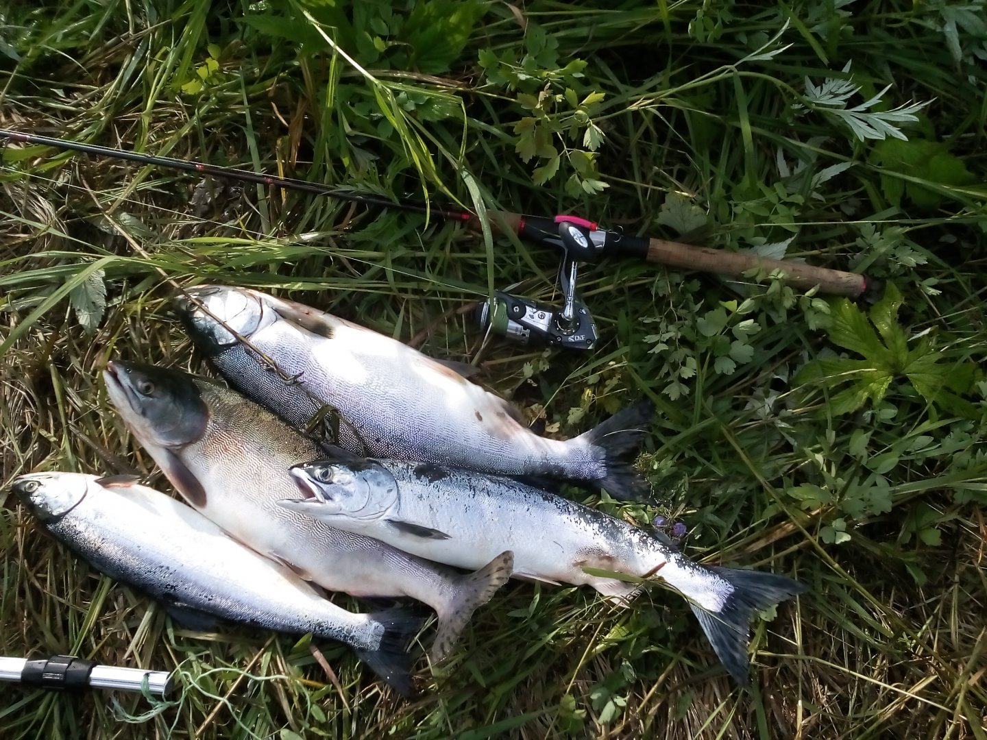 IMG_20180708_084419.jpg