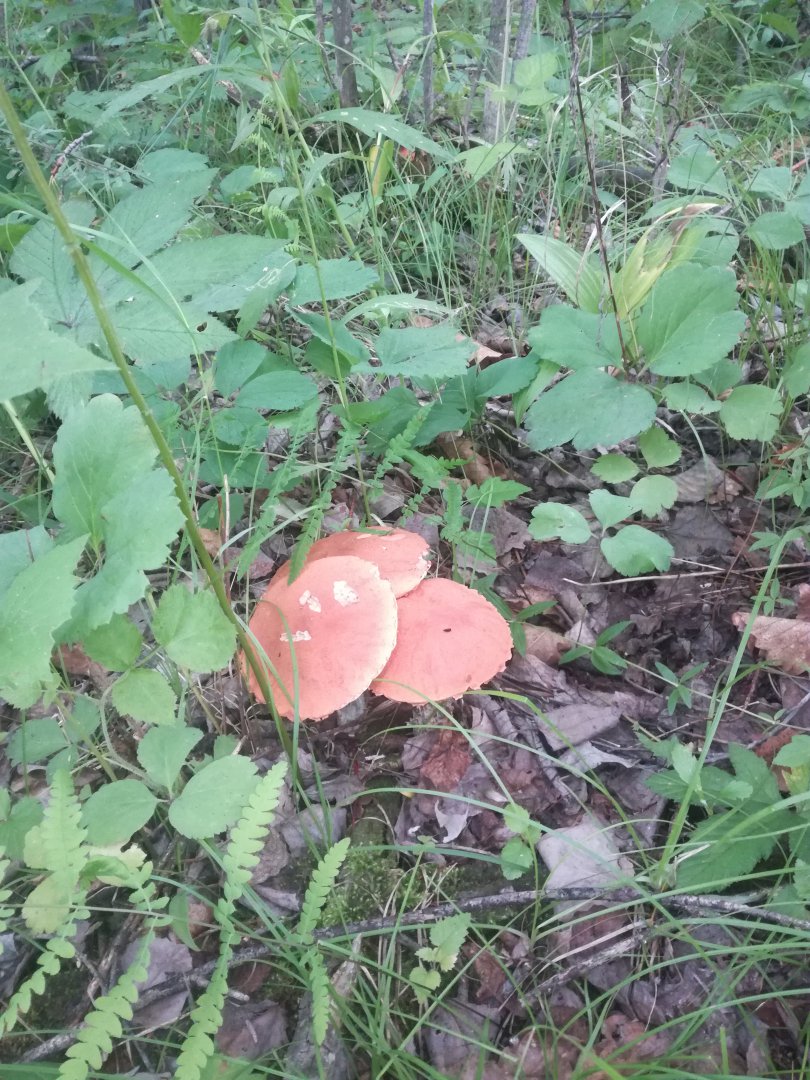 IMG_20180709_073536.jpg