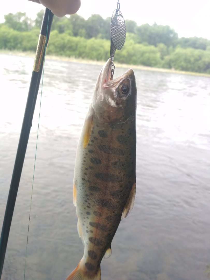 IMG_20180710_071730.jpg