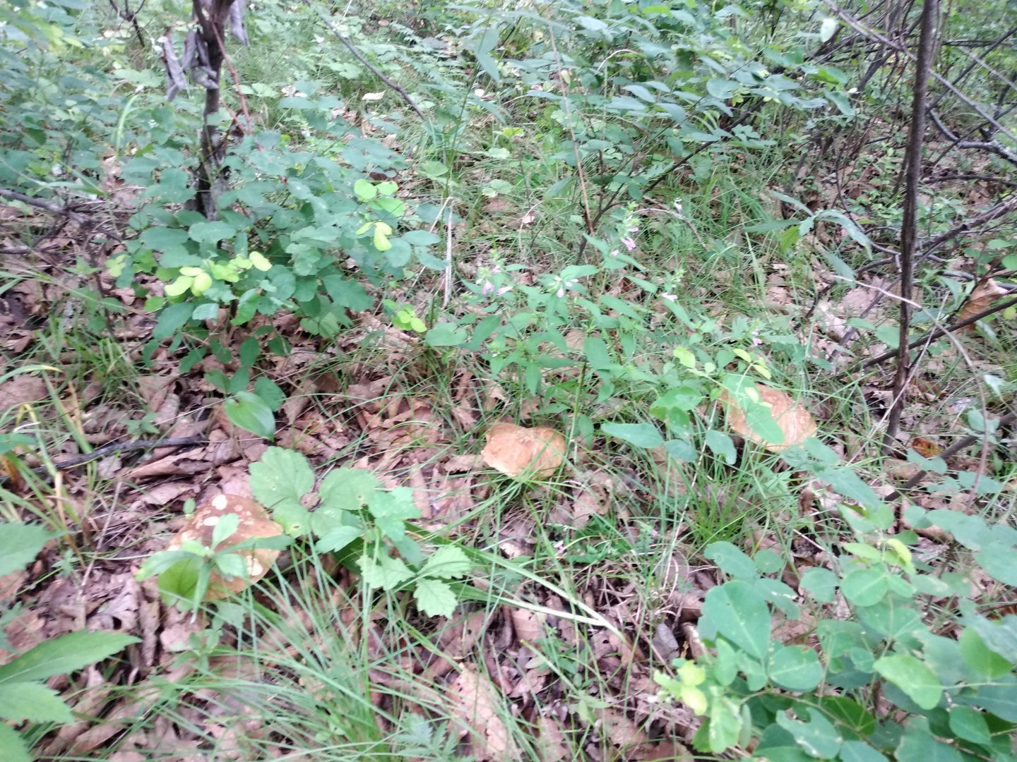 IMG_20180727_085849.jpg
