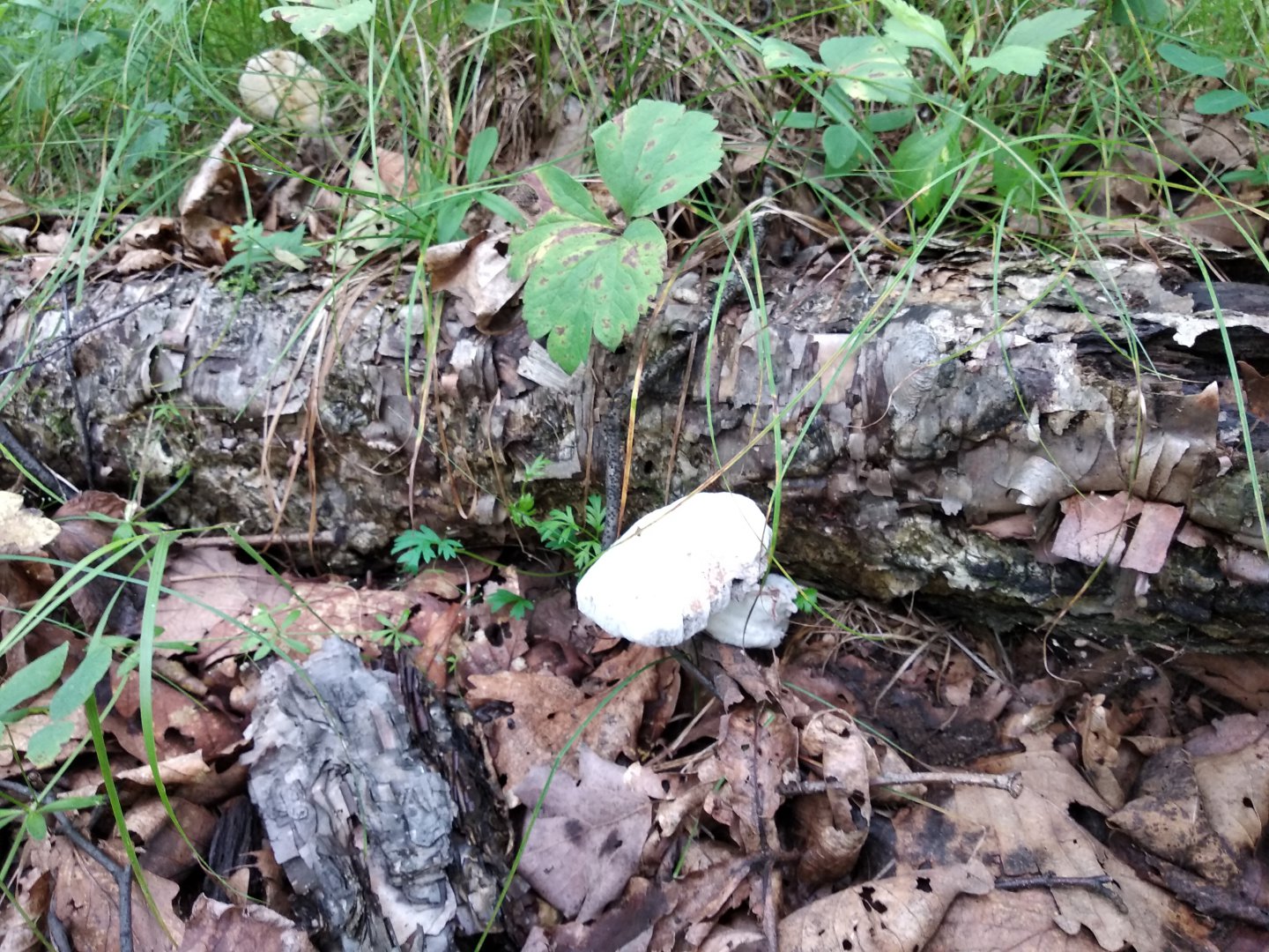 IMG_20180727_090832.jpg