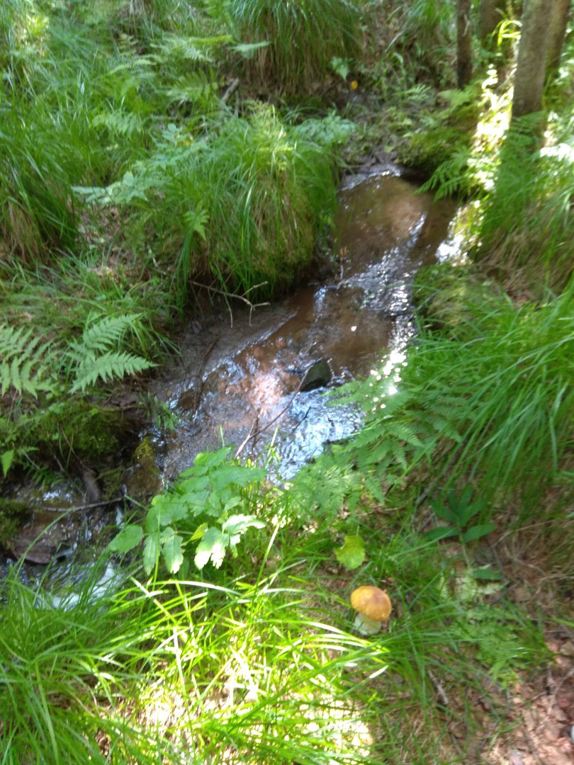 IMG_20180728_150533.jpg