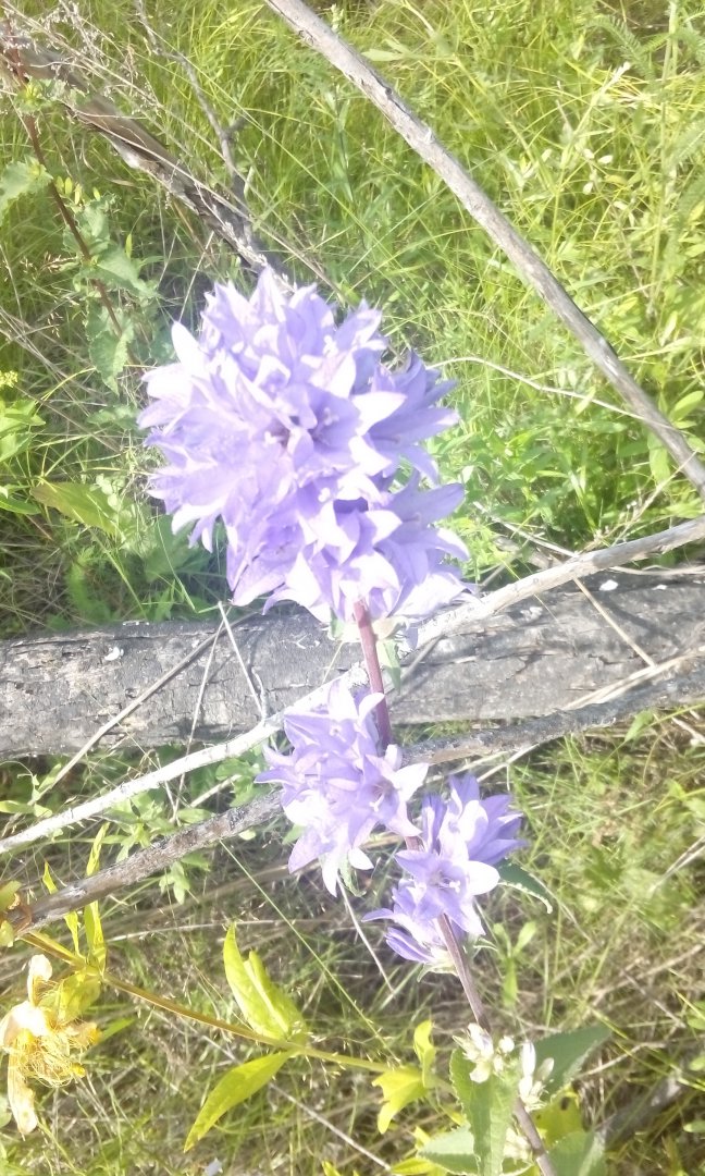 IMG_20180729_100909.jpg