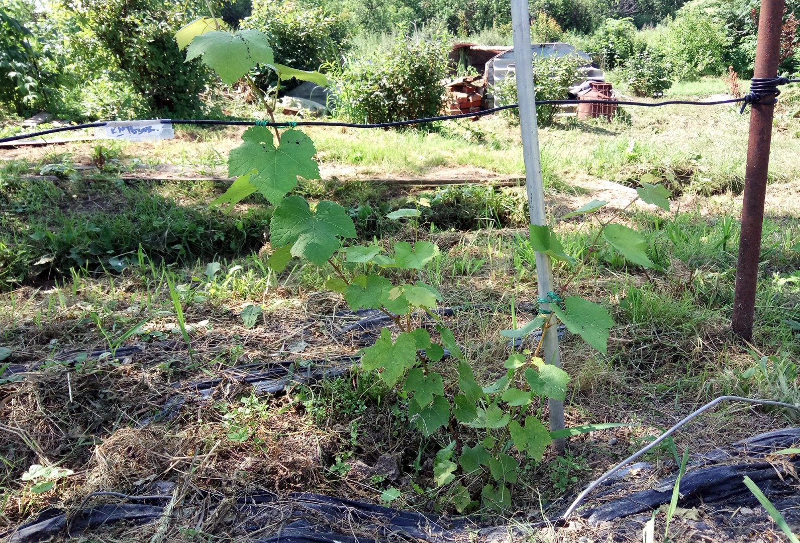 IMG_20180801_13КМ Розовый.jpg