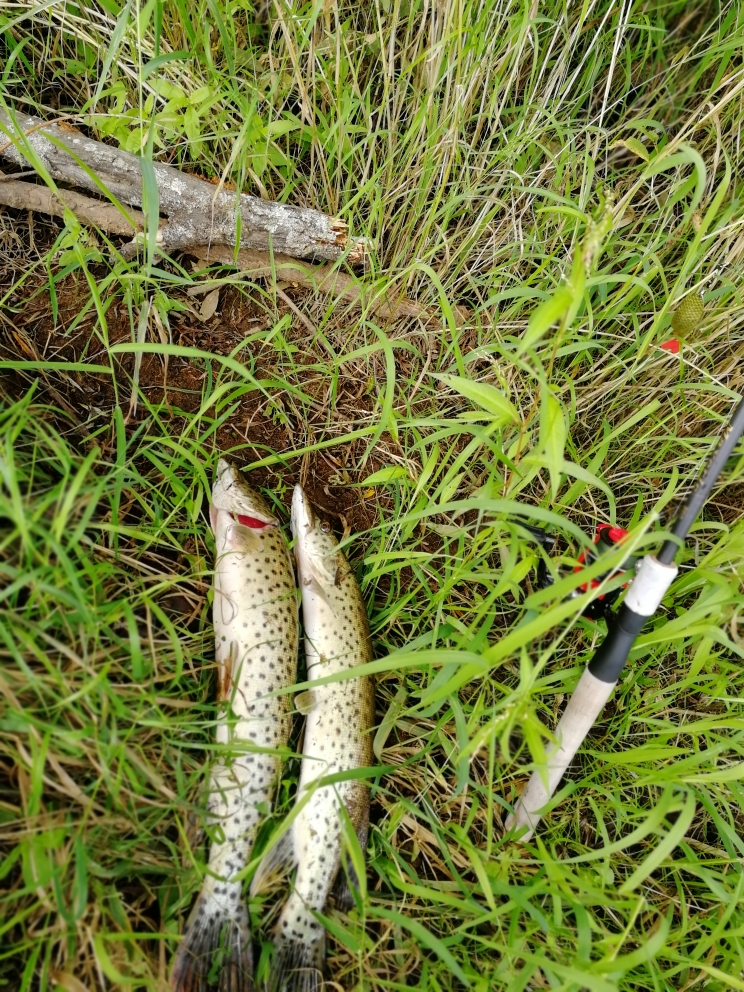 IMG_20180901_100552.jpg