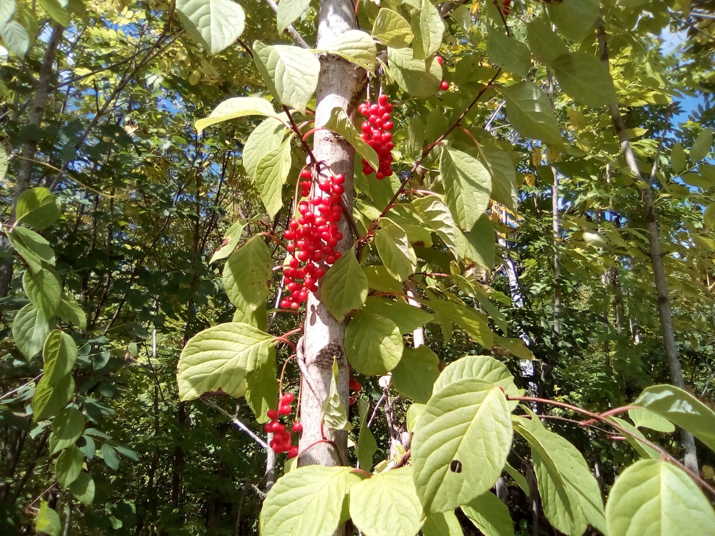 IMG_20180909_132359.jpg