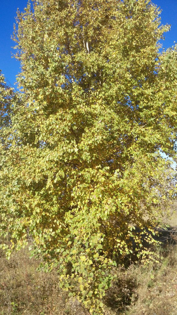 IMG_20181002_094034.jpg