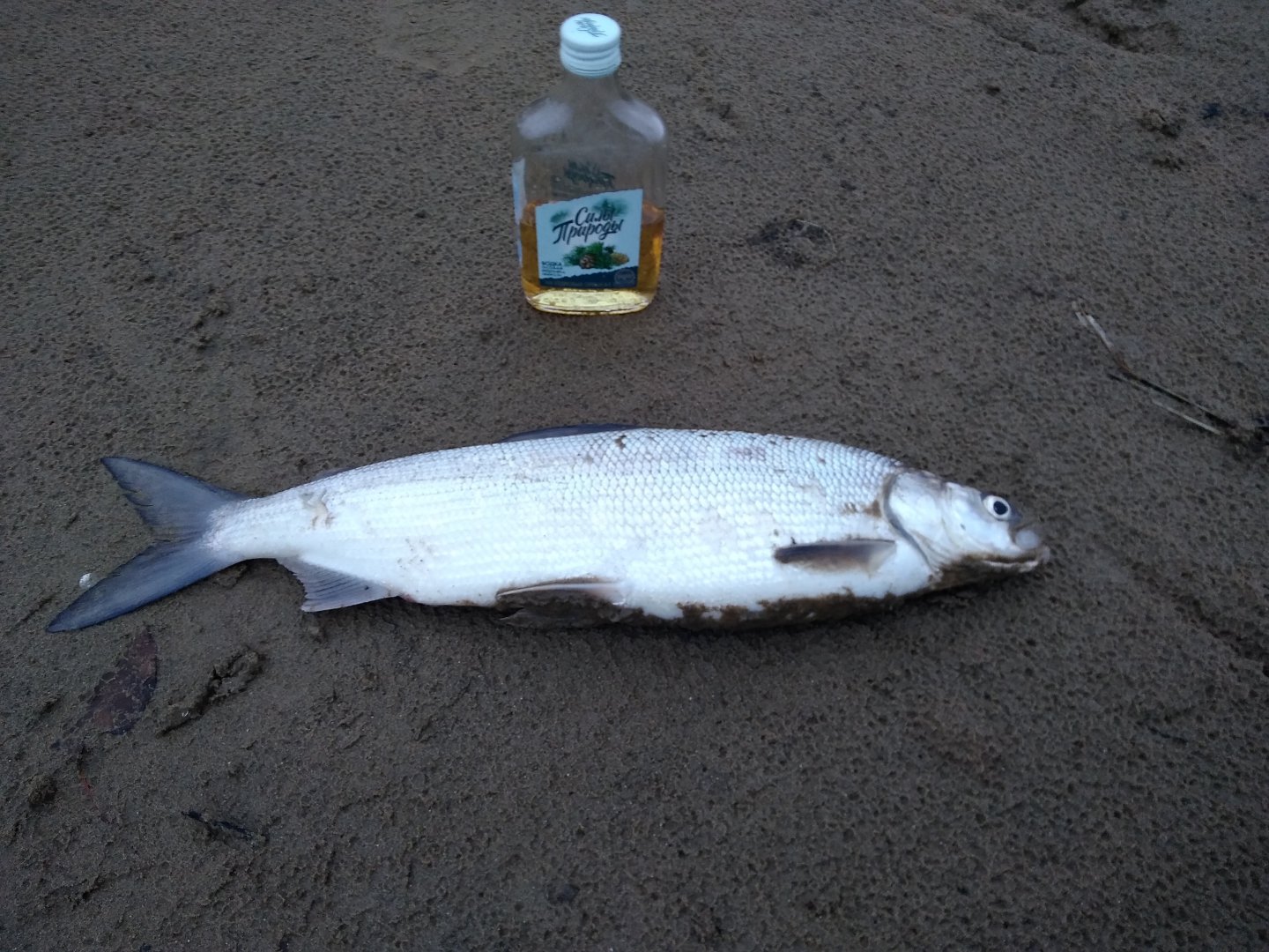 Как выглядит рыба сига фото Как выглядит рыба сига фото