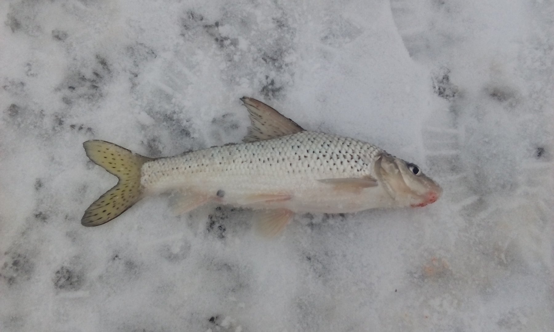 IMG_20190420_104609.jpg IMG_20190420_104609.jpg