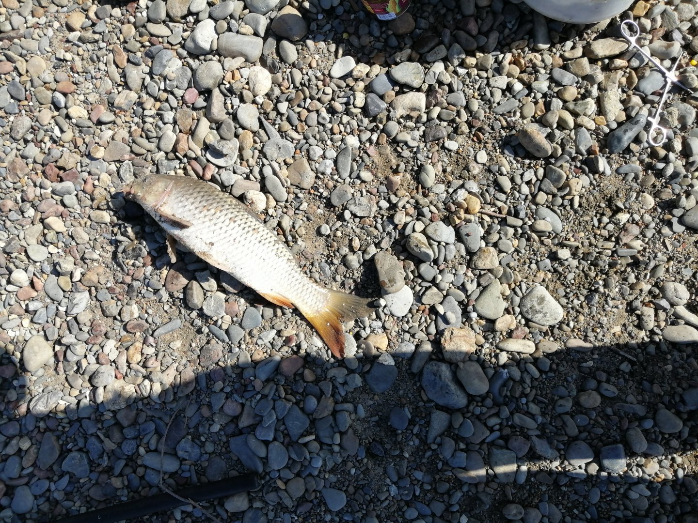 IMG_20190616_081447.jpg