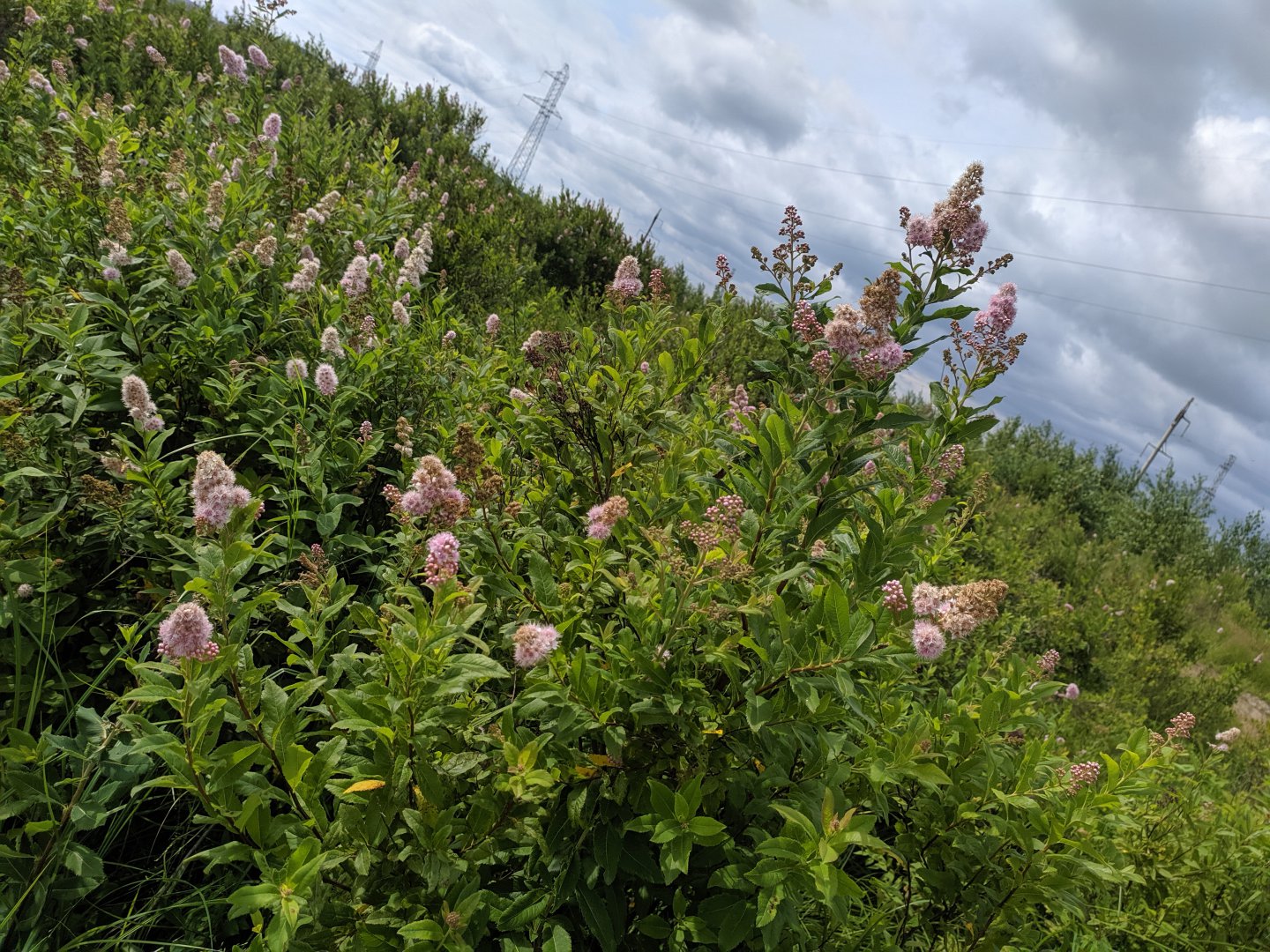 IMG_20190713_152948.jpg