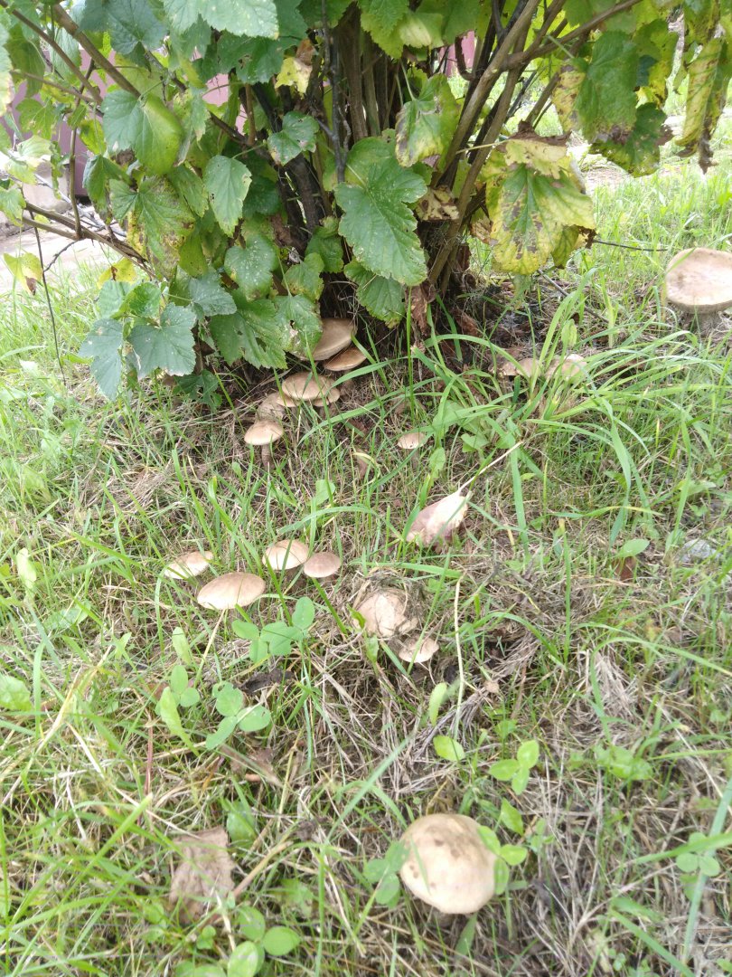 IMG_20190822_125746.jpg