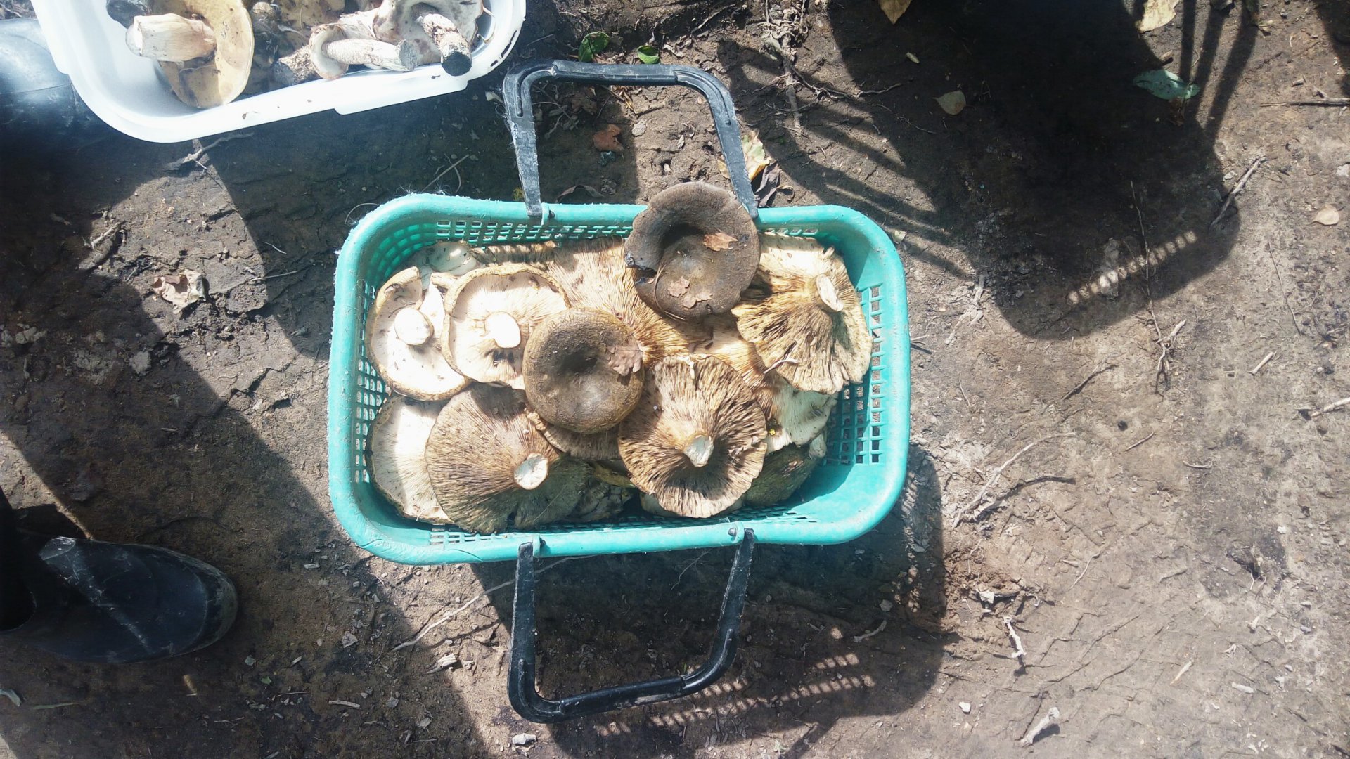 IMG_20190825_211918_310.jpg