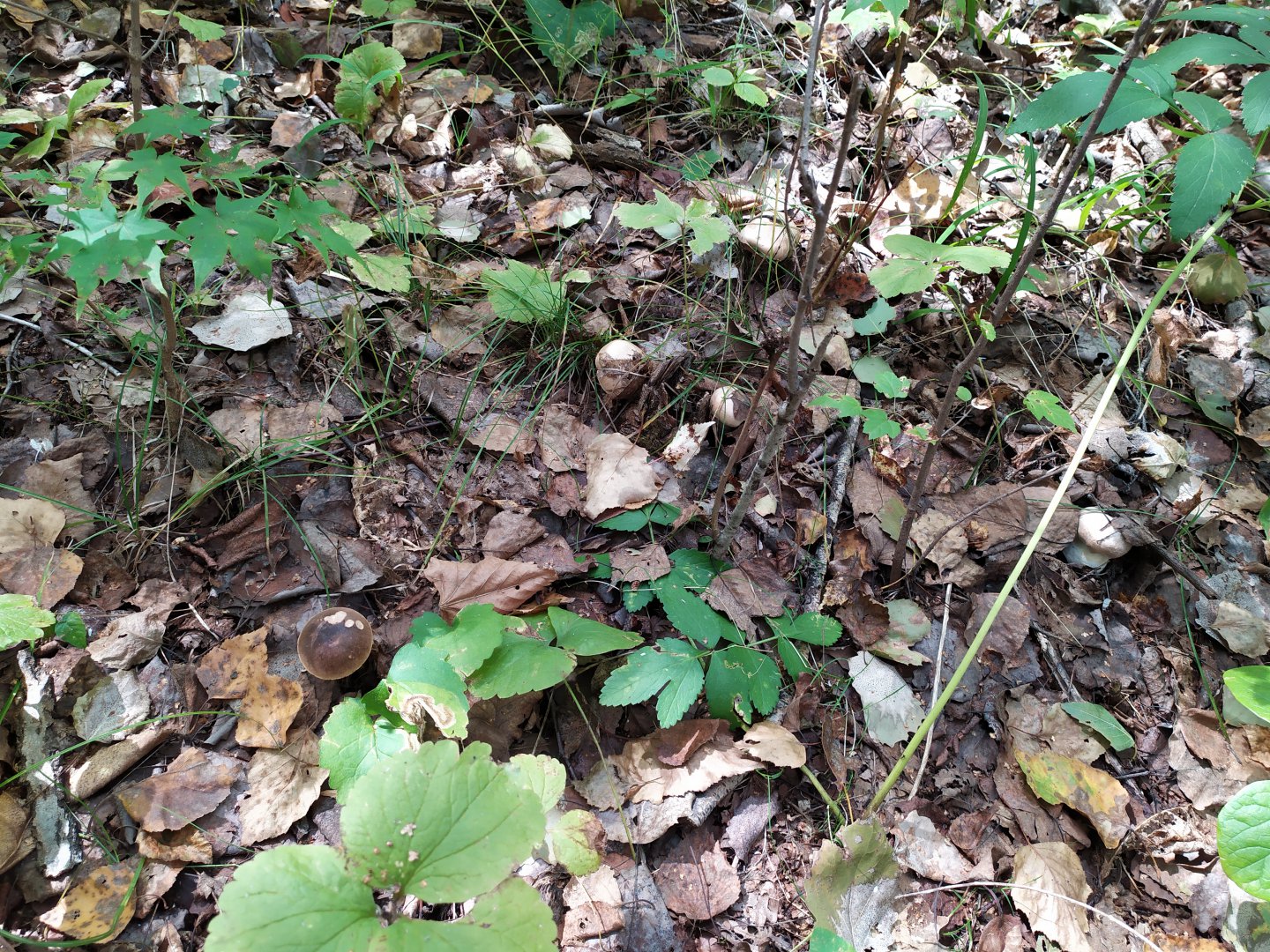 IMG_20190907_121924.jpg