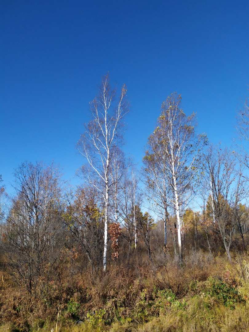 IMG_20191009_102410.jpg