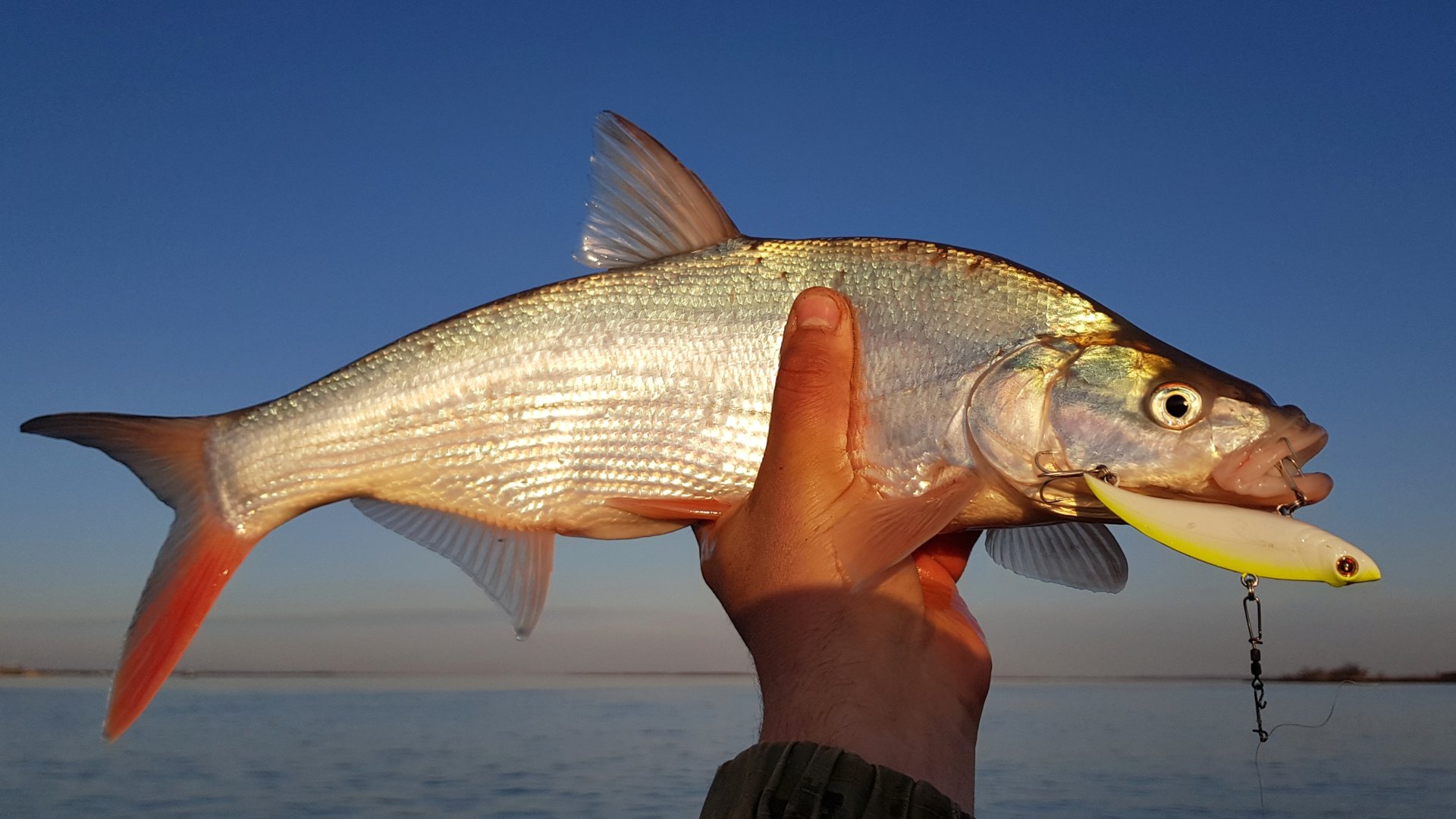 IMG_20191101_081444_169.jpg IMG_20191101_081444_169.jpg