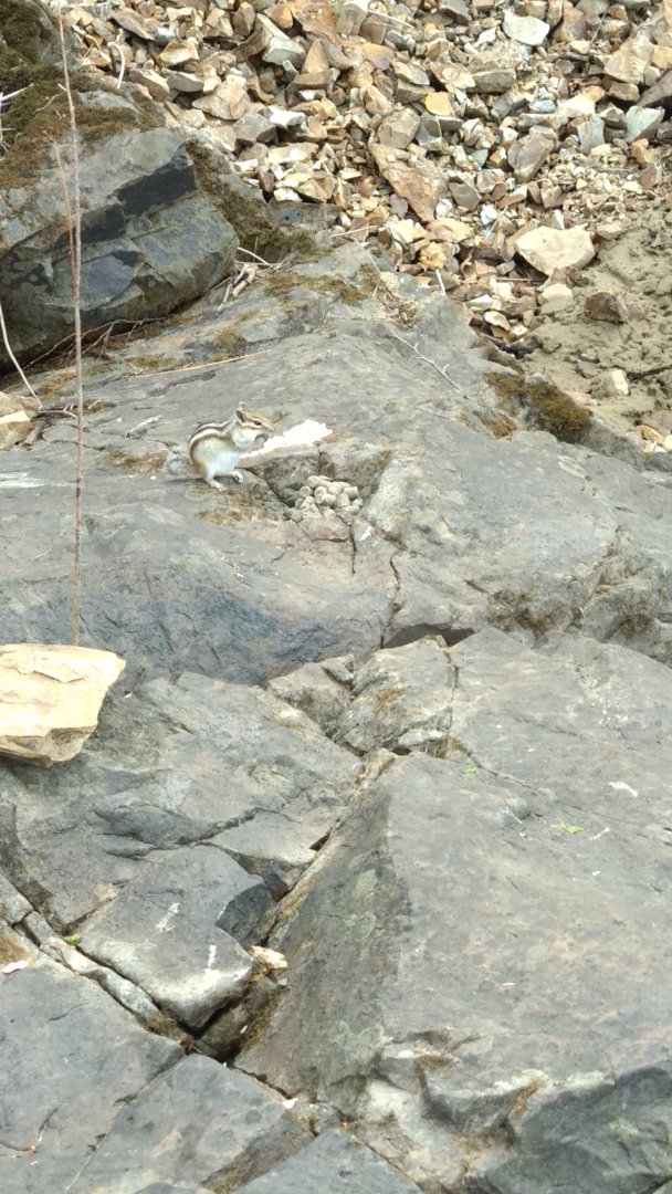 IMG_20200514_134200.jpg