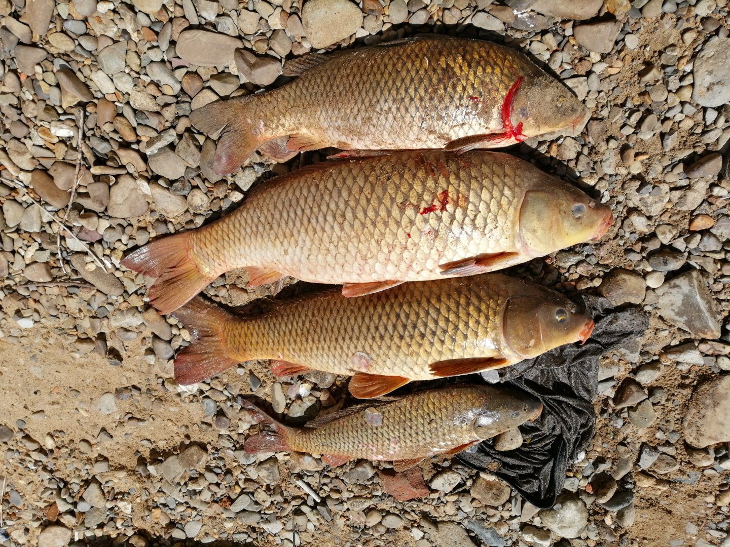 IMG_20200516_105112.jpg IMG_20200516_105112.jpg