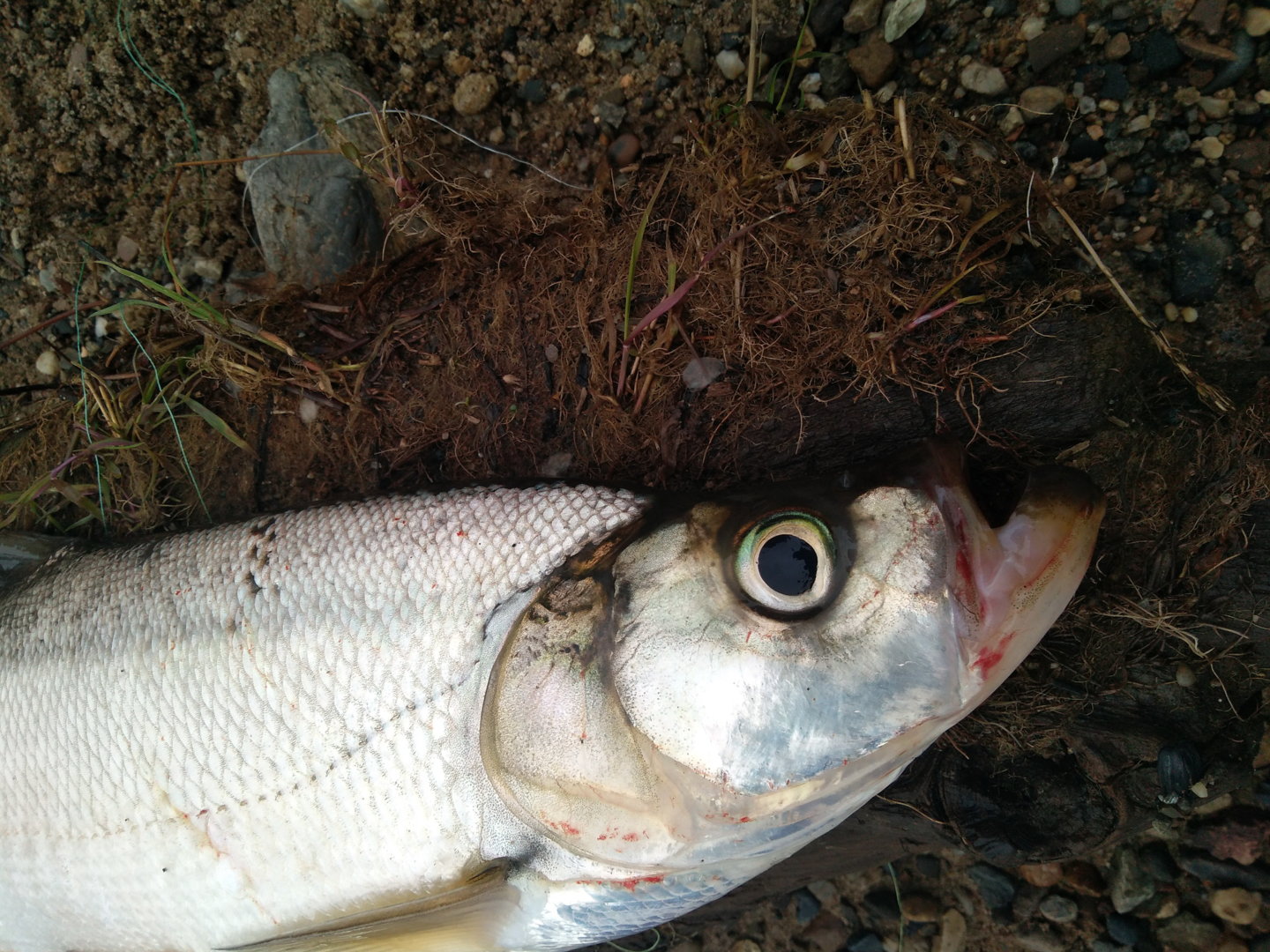 IMG_20200604_183935.jpg