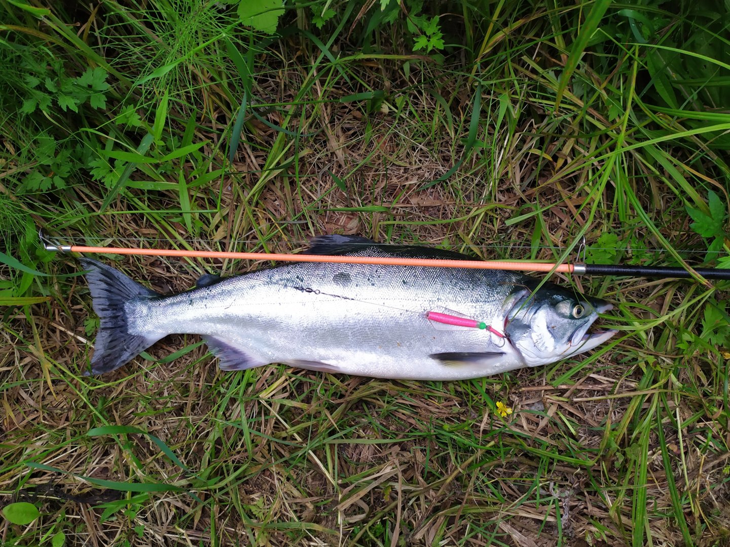 IMG_20200712_081904.jpg