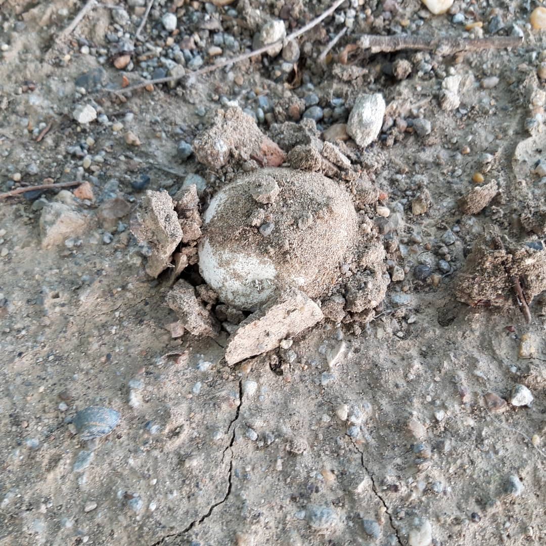 IMG_20200721_001732_332.jpg