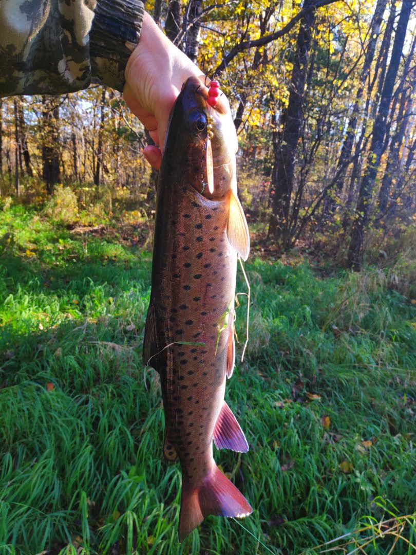 IMG_20201008_191136.jpg