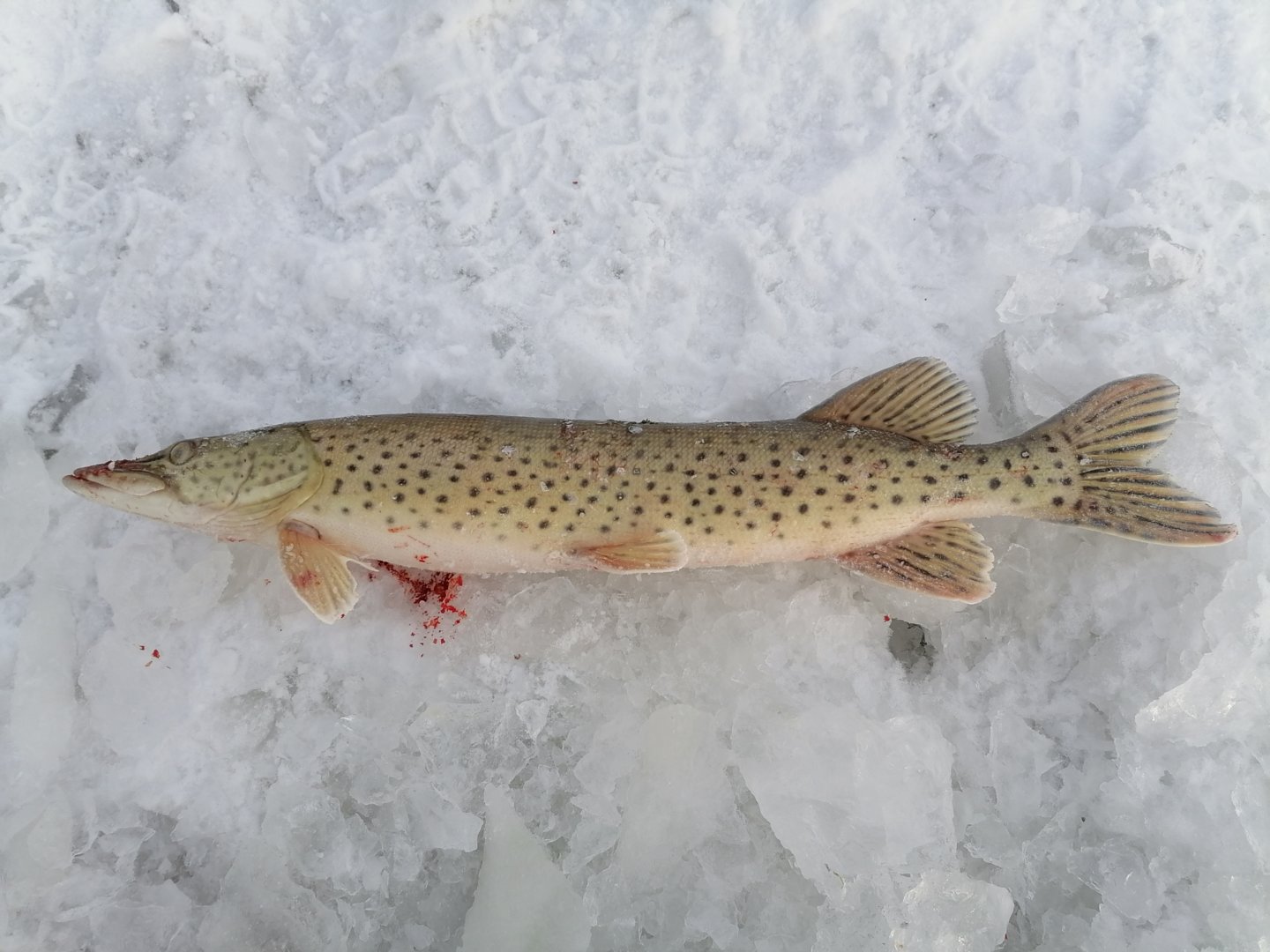 IMG_20201213_100748.jpg