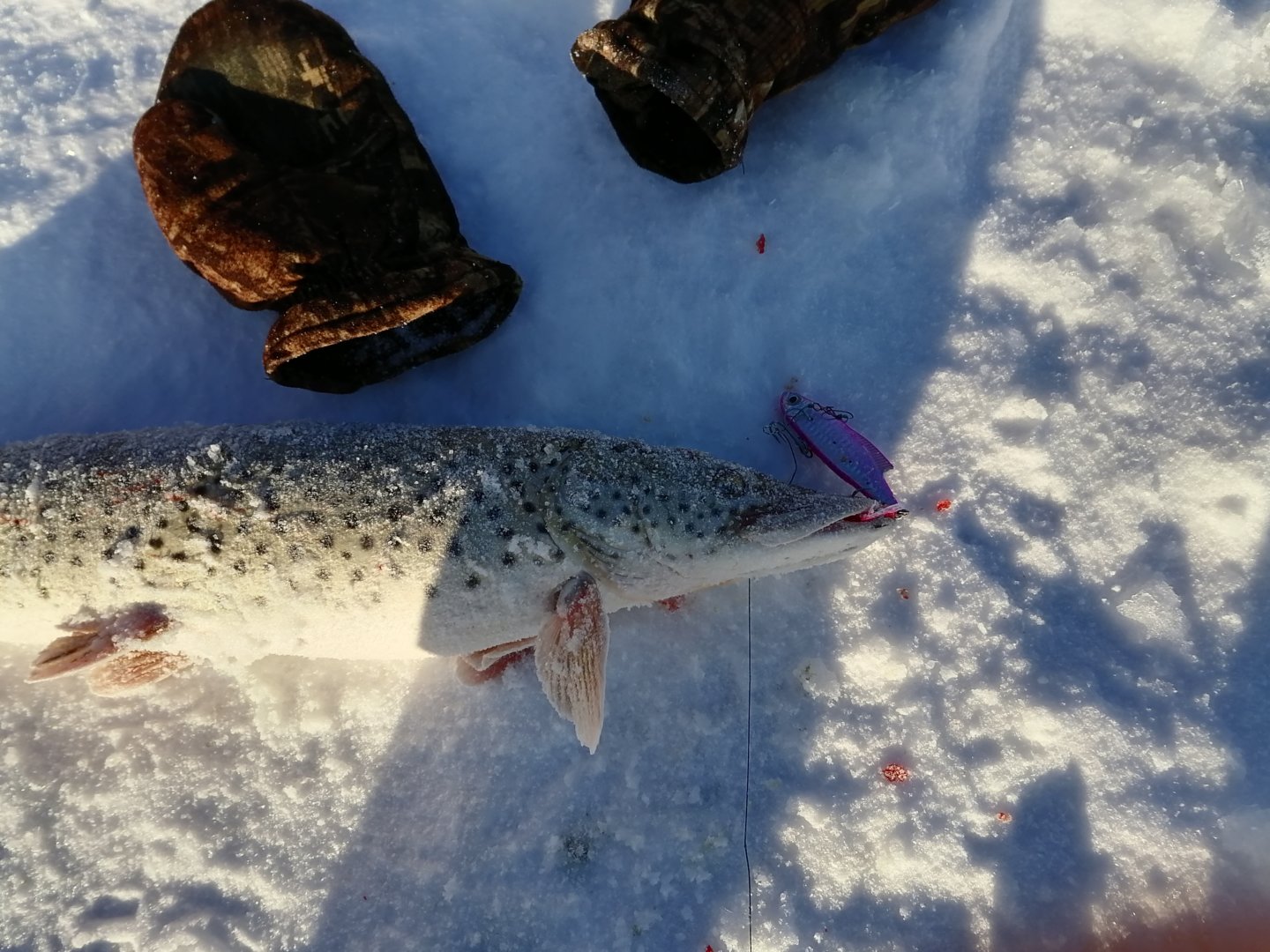 IMG_20201220_103345.jpg