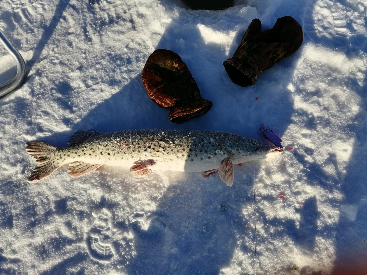 IMG_20201220_103349.jpg