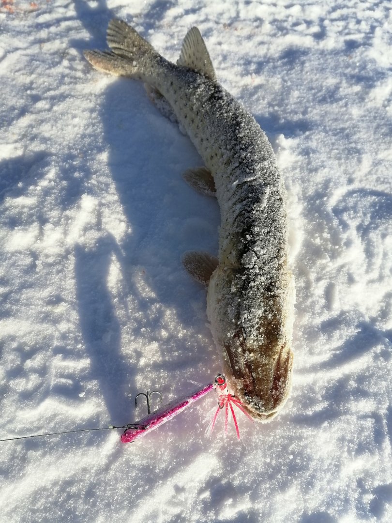 IMG_20201220_111344.jpg