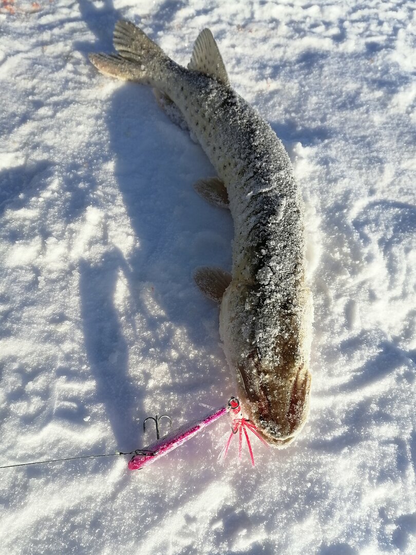IMG_20201220_111344.jpg