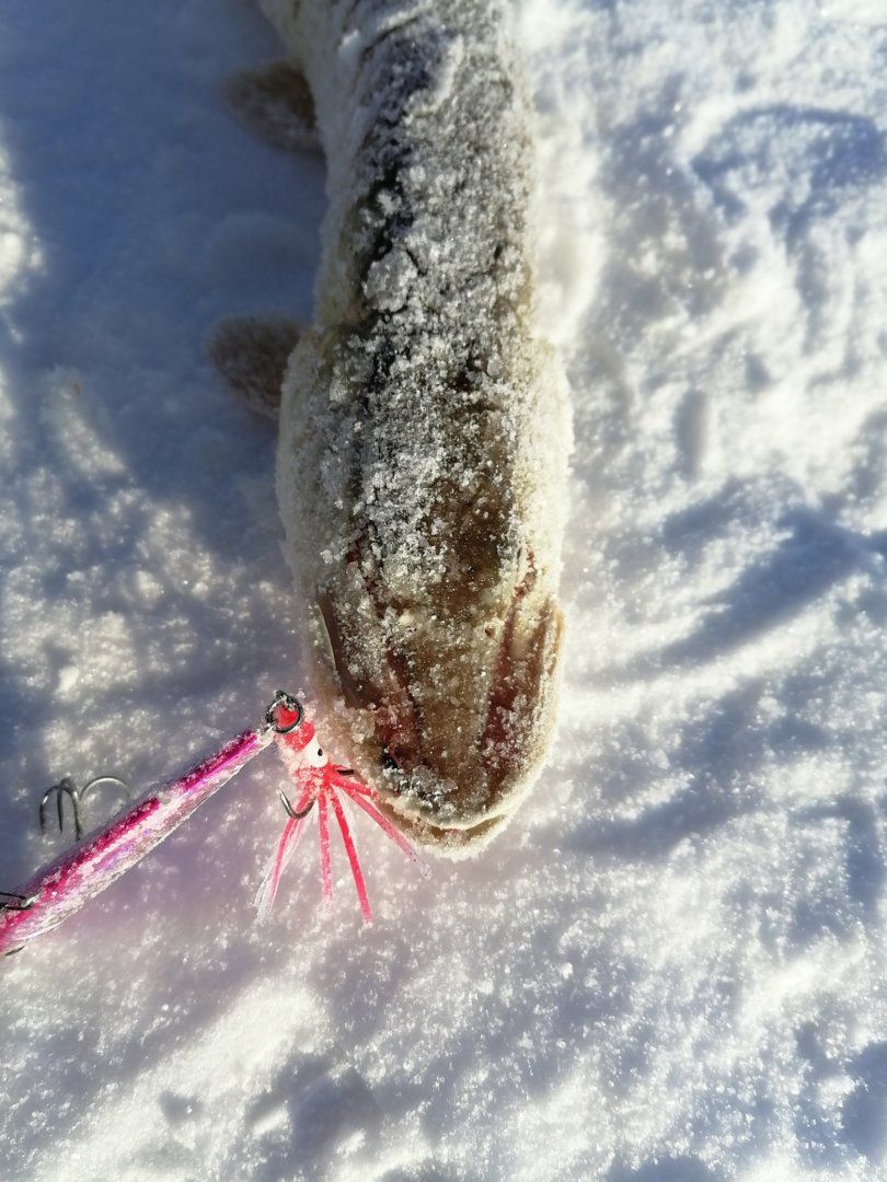 IMG_20201220_111348.jpg