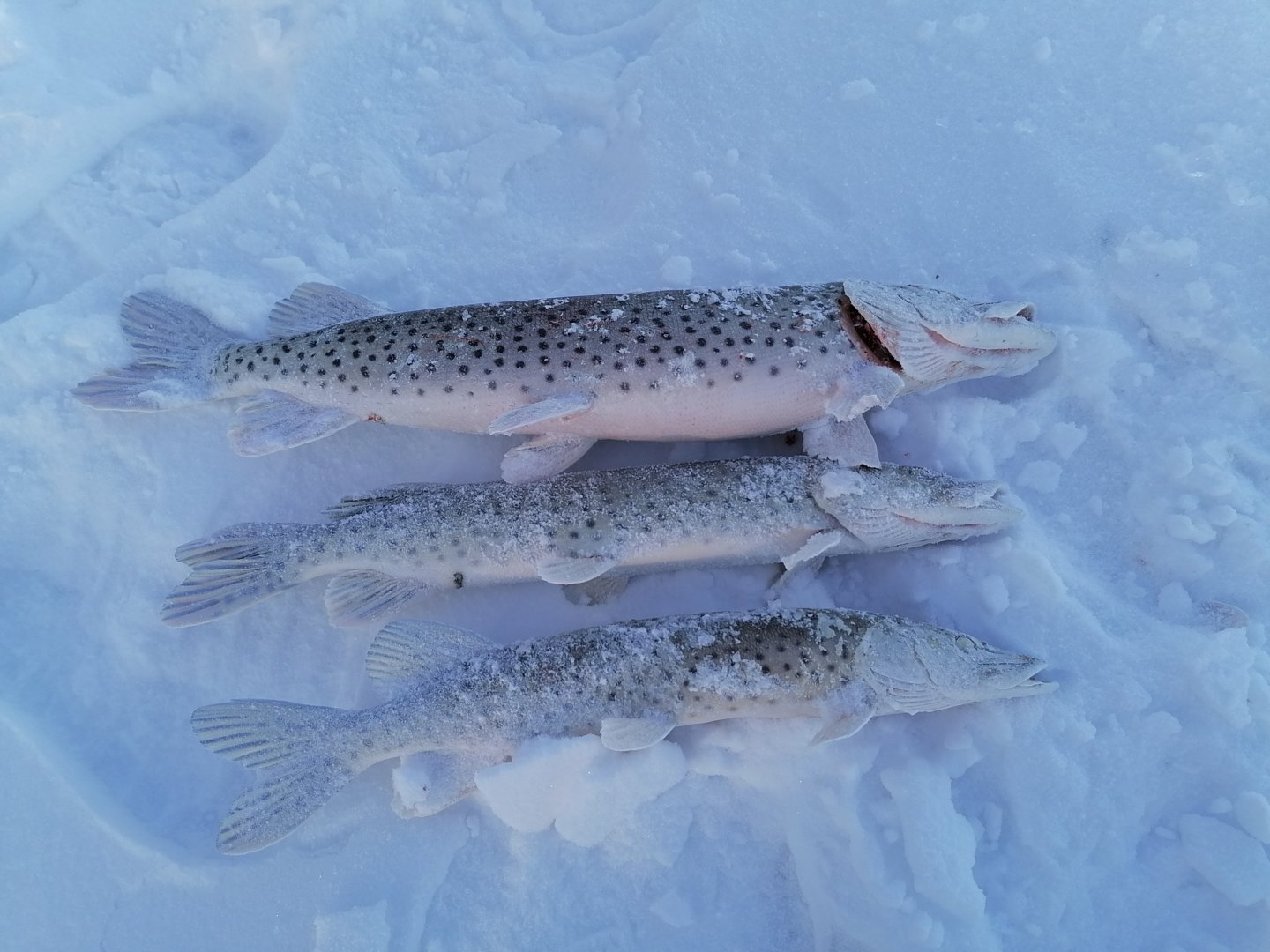 IMG_20201220_152604.jpg