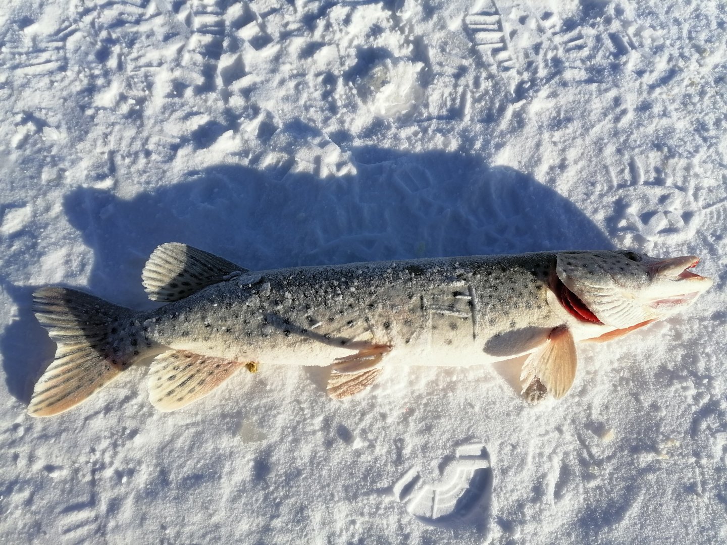 IMG_20201227_125341.jpg
